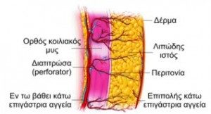 ανατομία ιστου κοιλιας