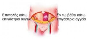 ανατομια κοιλιας